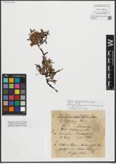 Foto von Salix serpyllifolia Scop.